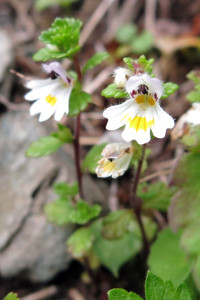 kitadake-himenokogomekusa
