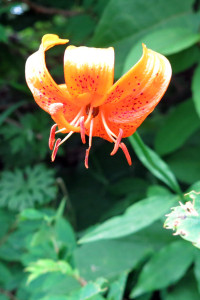 kitadake-kurumayuri1408