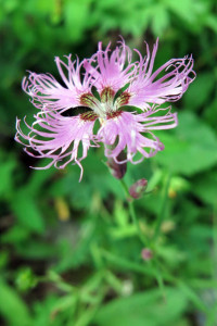 kitadake-nadeshico201408001