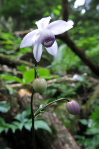 レンゲショウマ