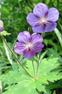 kitadake-takanegunnaifuro1408005