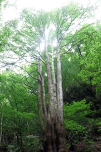 yubanosawa1407130001