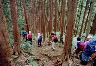 �q�̌�����